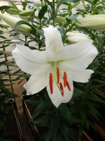 [4239 Siberia HLCTL No02.JPG]